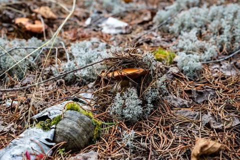 Different types of mushrooms in the forest Foto stock
