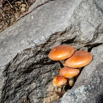 Different types of mushrooms in the forest Stock Photos