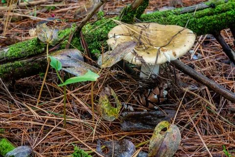 Different types of mushrooms in the forest Stock Photos