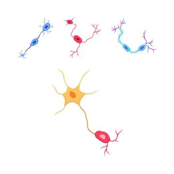 Different types of neurons illustrating human brain cells Stock Illustration