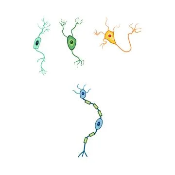 Different types of neurons illustrating nerve cell structure Illustrazione stock