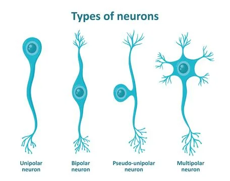 Different types of neurons, nerve cells Stock Illustration