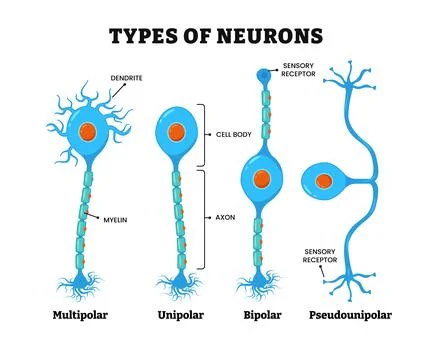 Different types of neurons, nerve cells, nervous system, labeled with multi.. Stock Illustration