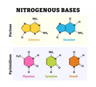 Different types of nitrogenous base molecule types structure with diagram f.. Stock Illustration
