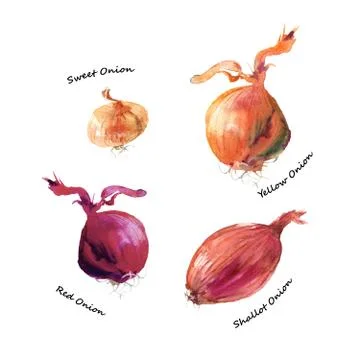 Different types of onion. Shallot, red, yellow and sweet onion vegetables Stock Illustration