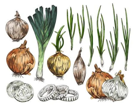 Different types of onions such as bulb, spring onions and leeks hand drawn sk Stock Illustration