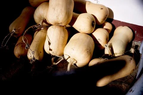 Different types of organic pumpkin Stock Photos