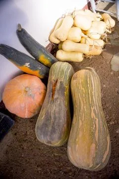 Different types of organic pumpkin Stock Photos