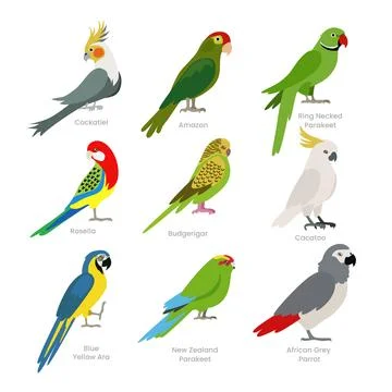 Different types of parrot set collection, breeds of domestic parrot cartoon.. Stock Illustration