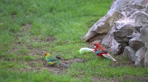 Different types of Parrots in zoo farm Stock Footage 66250802
