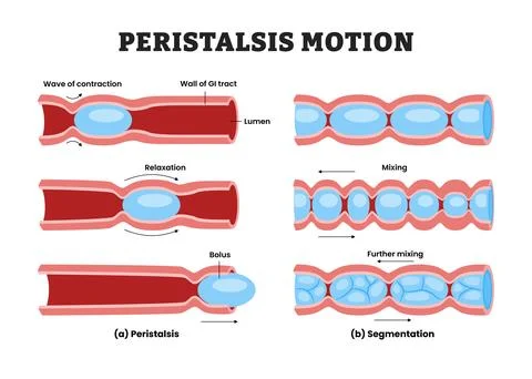 Different types of Peristalsis and Segmentation Motion, medical poster heal.. Stock Illustration