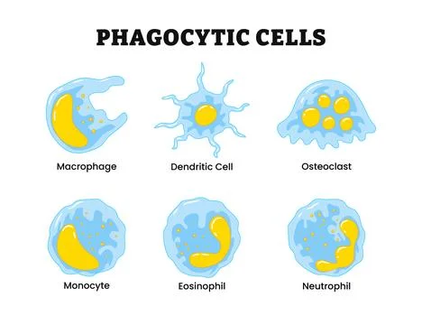 Different types phagocytic cells or phagocytes, labeled macrophage, dendrit.. Stock Illustration