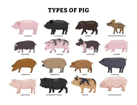 Different types of pig set, pig cartoon collection for education poster des.. Illustrazione stock