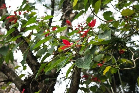 Different types of plant and trees in grassland of Kaziranga National Park. Stock Photos