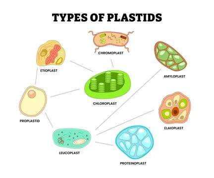 Different types of plastid types set collection, organelle plant cells labe.. Stock Illustration