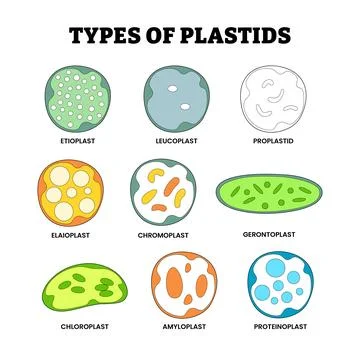 Different types of plastid types set collection, organelle plant cells labe.. Stock Illustration