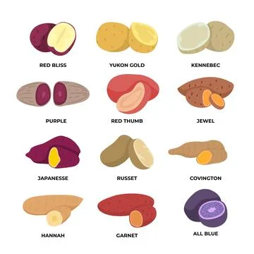 Different types of potato types set collection, Raw potatoes Stock Illustration