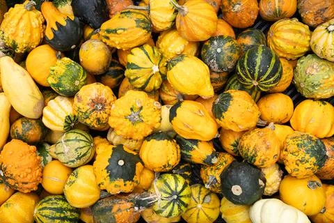 Different types of pumpkins for decoration Stock Photos