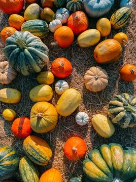 Different types of pumpkins, Halloween decorations Stock Photos