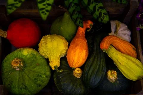 Different Types of Pumpkins Stock Photos