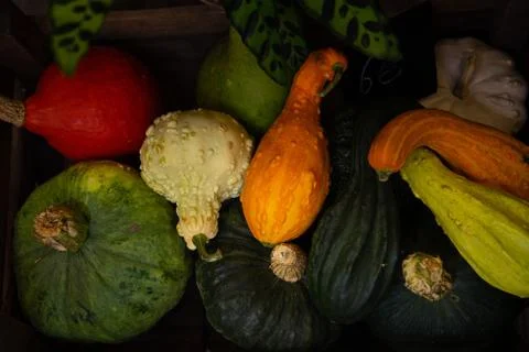 Different Types of Pumpkins Stock Photos