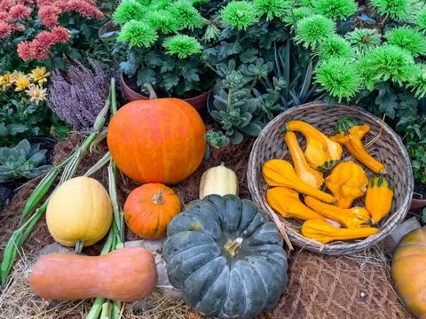 Different types of pumpkins on straw. Colorful vegetables and flowers Stock Photos