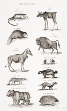 Different Types Of Quadrupeds. From An 18th Century Print 写真素材