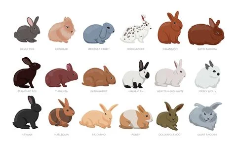 Different types of rabbit set collection, breeds of domestic rabbit cartoon.. Stock Illustration