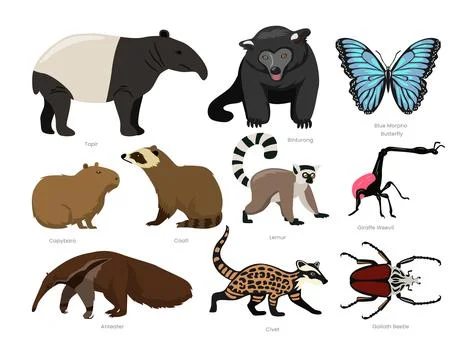 Different types of Rainforest Animals set cartoon collection, various jungl.. Stock Illustration