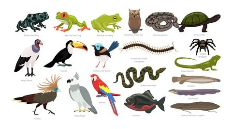Different types of Rainforest Animals set cartoon collection, various jungl.. Stock Illustration