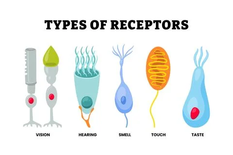 Different types of receptor cell type set collection. Labeled vision, light.. Stock Illustration