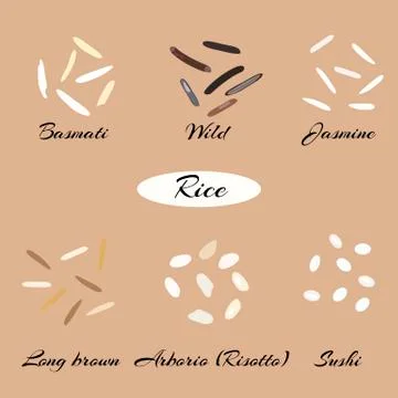 	Different types of rice Basmati, wild, jasmine, long brown, arborio, sushi. Stock Illustration
