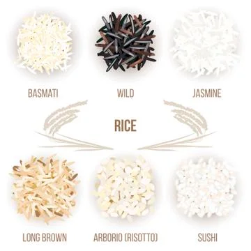 Different types of rice grains isolated on white background. Basmati, wild Stock Illustration