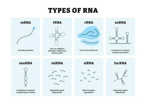 Different types of RNA types. RNA Produced in Cells or Ribonucleic acid. Ch.. Stock Illustration