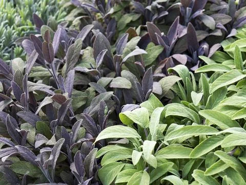 Different types of sage Stock Photos