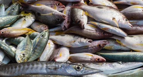 Different types of sea fish Stock Photos