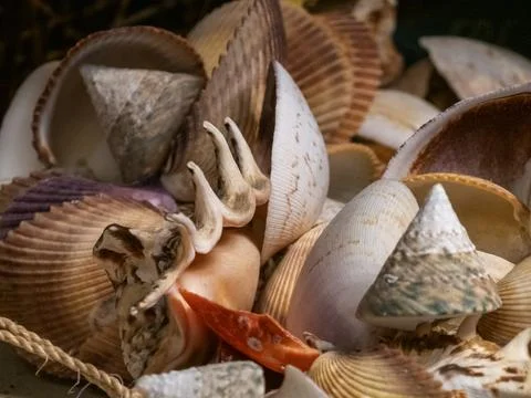 Different types of sea shells Stock Photos
