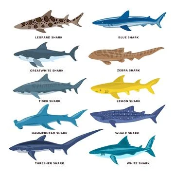 Different types of Sharks Set Collection, vector illustration isolated on w.. Stock Illustration