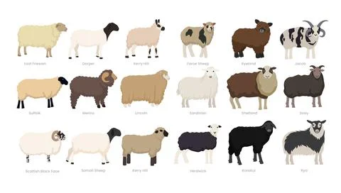Different types of sheep set collection, breeds of domestic sheep cartoon, .. Stock-Illustration