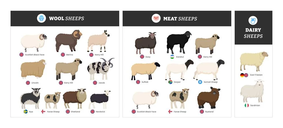 Different types of sheep set collection infographic guide catalog by wool, .. Stock Illustration