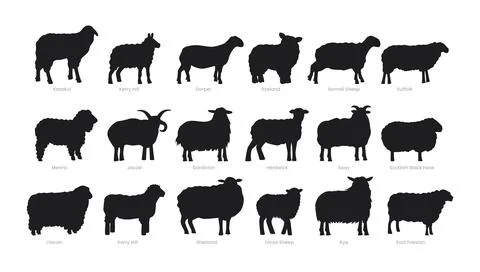 Different types of sheep silhouette set collection, breeds of domestic shee.. Stock Illustration