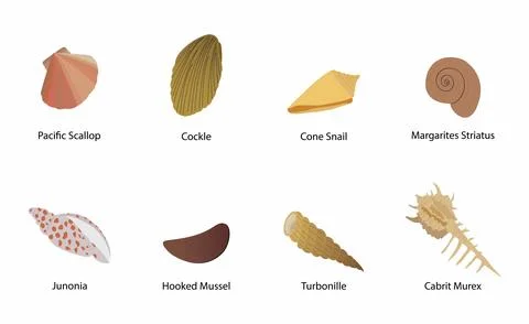Different types of shell, The shell is part of the body of the animal Stock Illustration