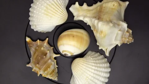 Different types of shells rotate on a gray background 動画素材 93814643