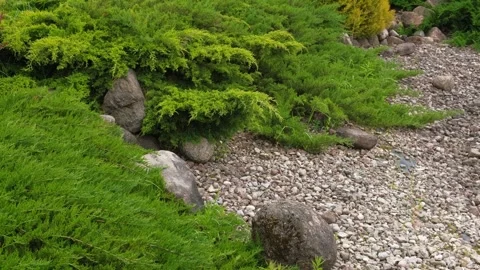 What Is A Shrubbery