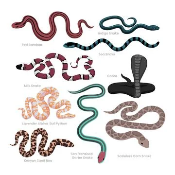 Different types of snakes set collection, decorative poisonous reptiles sna.. Stock Illustration