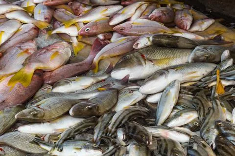 Different types of snappers Stock Photos