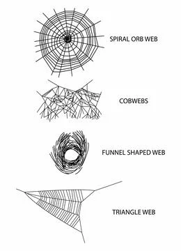 Different types of spider webs, spiders build webs specifically to trap イラスト素材