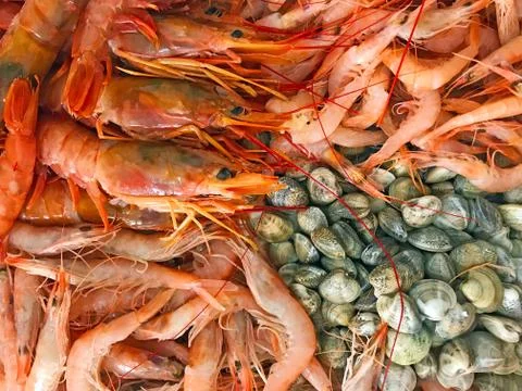 Different types of srimps and seashells, close view Stock Photos