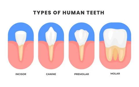 Different types of Teeth types poster, Various healthy human tooth, Oral mo.. Stock Illustration