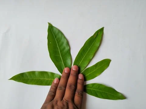 Different types of Texture and Patterns of a Mango Leaves isolated on white.. Stock Photos